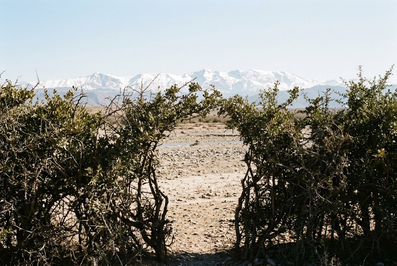 A break in an argan hedge opening onto a dry riverbed and the snowline of the High Atlas, clear air